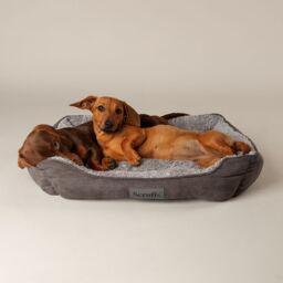 Scruffs Cosy Multicolour Dog Bed (W)50Cm (D)60Cm Medium - thumbnail 5