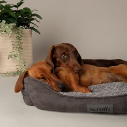 Scruffs Cosy Multicolour Dog Bed (W)50Cm (D)60Cm Medium - thumbnail 4
