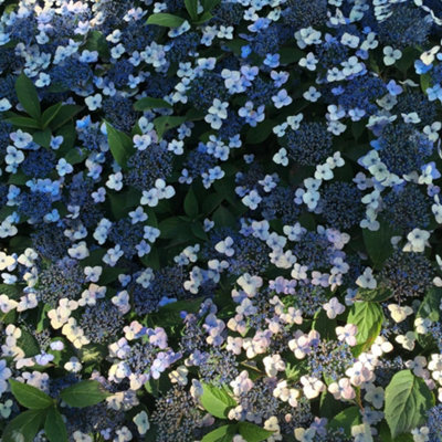 Thompson & Morgan Hydrangea Serrata Magic Pillow 3 Litre Potted Plant X 1 - image 1