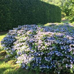 Thompson & Morgan Hydrangea Serrata Magic Pillow 3 Litre Potted Plant X 1 - thumbnail 2