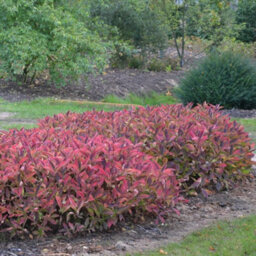 Thompson & Morgan Hydrangea Serrata Magic Pillow 3 Litre Potted Plant X 1 - thumbnail 3