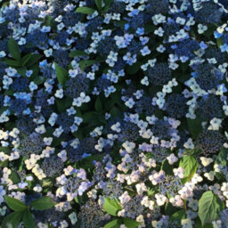 Thompson & Morgan Hydrangea Serrata Magic Pillow 3 Litre Potted Plant X 1