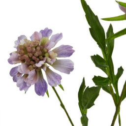 Wyld Haus Set Of 3 Artificial Purple Scabious Stems 650 mm Faux Flowers For Vases - thumbnail 2