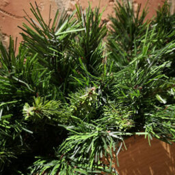 Samuel Alexander 90Cm Green Kateson Fir Artificial Christmas Swag With 108 Tips - thumbnail 2