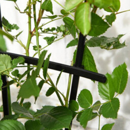 Garden Gear 1.2 Metre Fan Pot Trellis, Plastic Coated Steel Outdoor Decorative Plant Support, Weather Resistant (4) - thumbnail 2