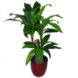 Leaf 75Cm Artificial Dracaena Plant - Wide Trunk Triple Branch