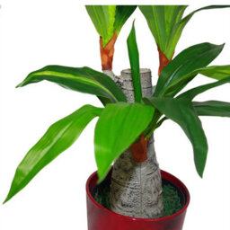 Leaf 75Cm Artificial Dracaena Plant - Wide Trunk Triple Branch - thumbnail 2