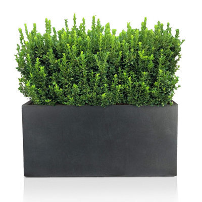 Idealist 60Cm Trough Planter, Slate Grey Reinforced Stone Rectangular  Planter, Outdoor Large Plant Pot L60 W30 H30 Cm, 54L by B&Q | uFurnish.com
