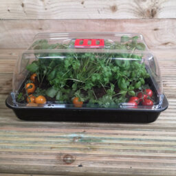 Samuel Alexander 2 X 38Cm Unheated Seed Starter Trays Grostart Midi Propagators Indoor Seedling Planters - thumbnail 8