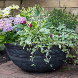 Marshalls Garden Anglo Eastern Corinthian Instant Plant Pond Bowl Black And Gold Frost-Proof Water Feature - thumbnail 3