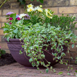 Marshalls Garden Anglo Eastern Corinthian Instant Plant Pond Bowl Black And Gold Frost-Proof Water Feature - thumbnail 7