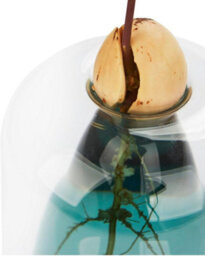 CKB Ltd Decorative Avocado Shaped Green Glass Cultivator Seed Growing Flower Vase - thumbnail 5