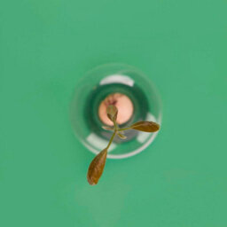CKB Ltd Decorative Avocado Shaped Green Glass Cultivator Seed Growing Flower Vase - thumbnail 4