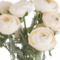 Hill Interiors Ranunculus Soft Cream Faux Plant - thumbnail 5