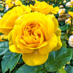 Gardeners Dream Home Sweet Home Yellow Rose - Outdoor Plant, Ideal For Gardens, Compact Size - thumbnail 2