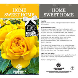 Gardeners Dream Home Sweet Home Yellow Rose - Outdoor Plant, Ideal For Gardens, Compact Size - thumbnail 3