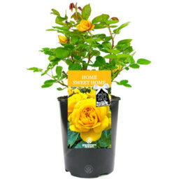 Gardeners Dream Home Sweet Home Yellow Rose - Outdoor Plant, Ideal For Gardens, Compact Size - thumbnail 1