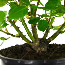 Gardeners Dream Home Sweet Home Yellow Rose - Outdoor Plant, Ideal For Gardens, Compact Size - thumbnail 5