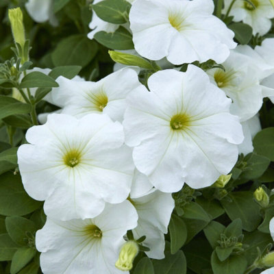 Carbeth Plants Petunia White Bedding Plants 1 X 6 Pack - Outdoor Garden Flowers Ready To Plant - Perfect For Hanging Baskets, Pots & Borders - image 1