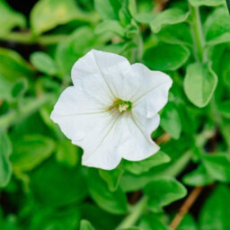 Carbeth Plants Petunia White Bedding Plants 1 X 6 Pack - Outdoor Garden Flowers Ready To Plant - Perfect For Hanging Baskets, Pots & Borders - thumbnail 4