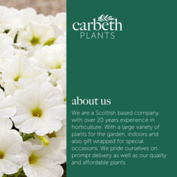 Carbeth Plants Petunia White Bedding Plants 1 X 6 Pack - Outdoor Garden Flowers Ready To Plant - Perfect For Hanging Baskets, Pots & Borders - thumbnail 6