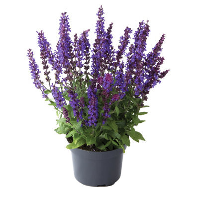 Verve Salvia Plant