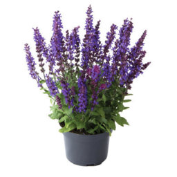 Verve Salvia Plant - thumbnail 1