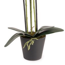 Candlelight White 74.4Cm Orchid Pot With Artificial Plant In Black Plastic Pot - thumbnail 3
