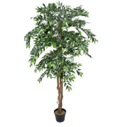 Greenbrokers Premium Artificial Ficus Weeping Fig Tree 180 Cm/ 6Ft Potted Plant