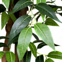 Greenbrokers Premium Artificial Ficus Weeping Fig Tree 180 Cm/ 6Ft Potted Plant - thumbnail 3