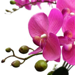 Leaf 85Cm Artificial Deluxe Bush Orchid - Dark Pink With Black Pot - thumbnail 4