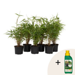 Plant in a Box Dragonhead Bamboo - 6 Pcs. - Fargesia Rufa - Height 25-40Cm  - Pot 13Cm by B&Q | uFurnish.com