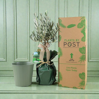 Olive Tree Gift Set In Sage Green Metal Planter 50 60Cm Symbol Of Peace Friendship Garden Plant