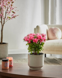 Beliani Artificial Plant Novella 36 Cm Pink - thumbnail 2