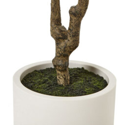 Wyld Haus 210Cm Artificial Olive Tree In White Ceramic Pot - thumbnail 6