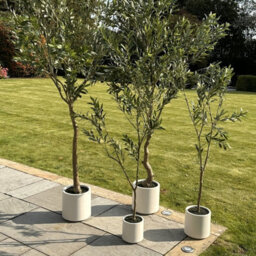 Wyld Haus 210Cm Artificial Olive Tree In White Ceramic Pot - thumbnail 7