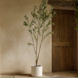 Wyld Haus 210Cm Artificial Olive Tree In White Ceramic Pot - thumbnail 2