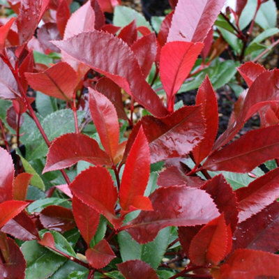 Gardeners Dream Photinia Red Robin Tree - Fiery Red Foliage, Evergreen, Ivory White Flowers, Hardy (5-6Ft) - image 1