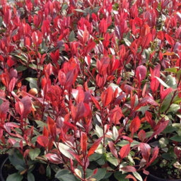 Gardeners Dream Photinia Red Robin Tree - Fiery Red Foliage, Evergreen, Ivory White Flowers, Hardy (5-6Ft) - thumbnail 2