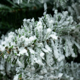 Christmas Tree World The 7Ft/210Cm Snowy Pencil Christmas Tree - thumbnail 8