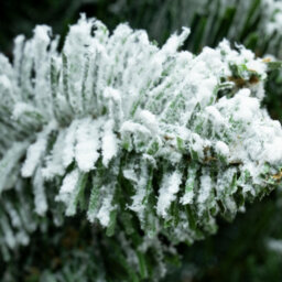 Christmas Tree World The 7Ft/210Cm Snowy Pencil Christmas Tree - thumbnail 6