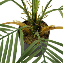 70Cm Artificial Palm Tree In Pot Fake Plant - thumbnail 5