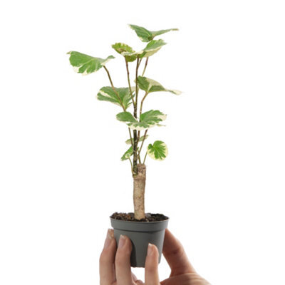 Gardeners Dream Baby Polyscias Balfouriana, Small Indoor House Plant For Uk Homes (10-20Cm Height Including Pot) - image 1