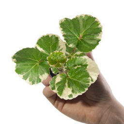 Gardeners Dream Baby Polyscias Balfouriana, Small Indoor House Plant For Uk Homes (10-20Cm Height Including Pot) - thumbnail 3