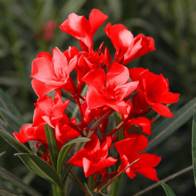 You Garden Yougarden Oleander Red 'jannoch' Bushes, Pair Of Established Plants In 15Cm Pots With Red Flowers, Ready To Plant - image 1