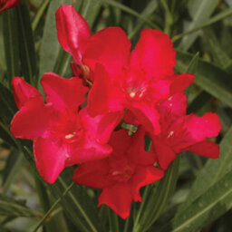 You Garden Yougarden Oleander Red 'jannoch' Bushes, Pair Of Established Plants In 15Cm Pots With Red Flowers, Ready To Plant - thumbnail 2