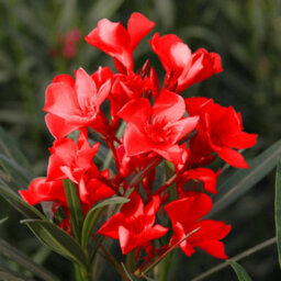 You Garden Yougarden Oleander Red 'jannoch' Bushes, Pair Of Established Plants In 15Cm Pots With Red Flowers, Ready To Plant - thumbnail 1