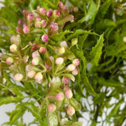 Leaf 55Cm Artificial Foliage Stem With Pink Berries - thumbnail 3