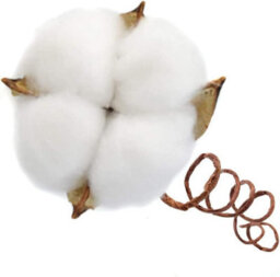 Cotton Branch Natural Stem Farm Dried Flowers Cotton Branches Cotton Plant Artificial (20 Pieces) - thumbnail 3