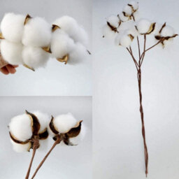 Cotton Branch Natural Stem Farm Dried Flowers Cotton Branches Cotton Plant Artificial (20 Pieces) - thumbnail 7